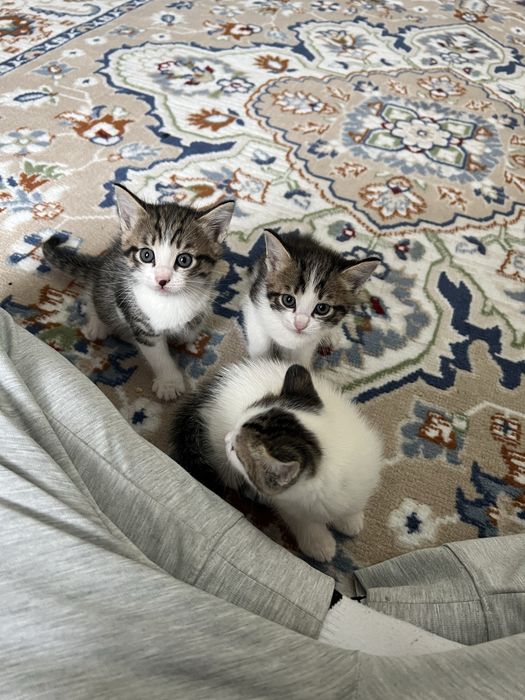Котята отдам в хорошие руки