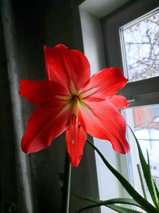 Продаю гипеаструм