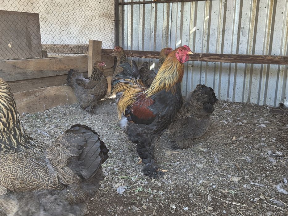 Инкубационные яйца