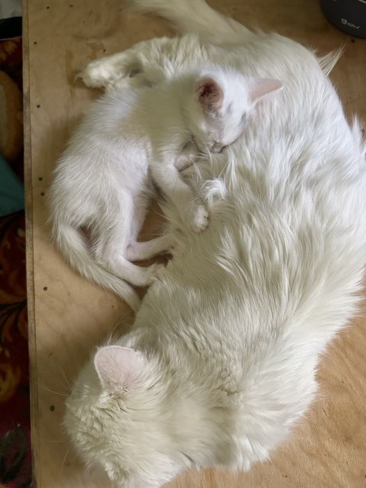 Пристраиваются котята