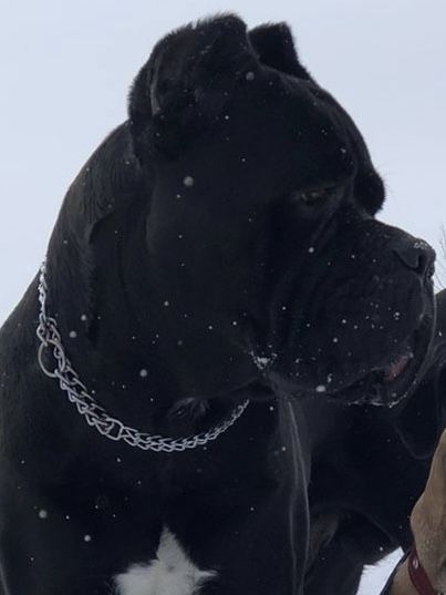 Шенки кане корсо