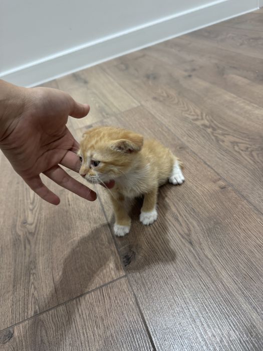 Кошка бесплатно Скоттиш фолд