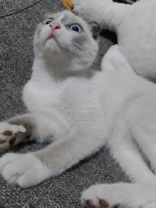 Отдам котенка мальчик 4 месяца
