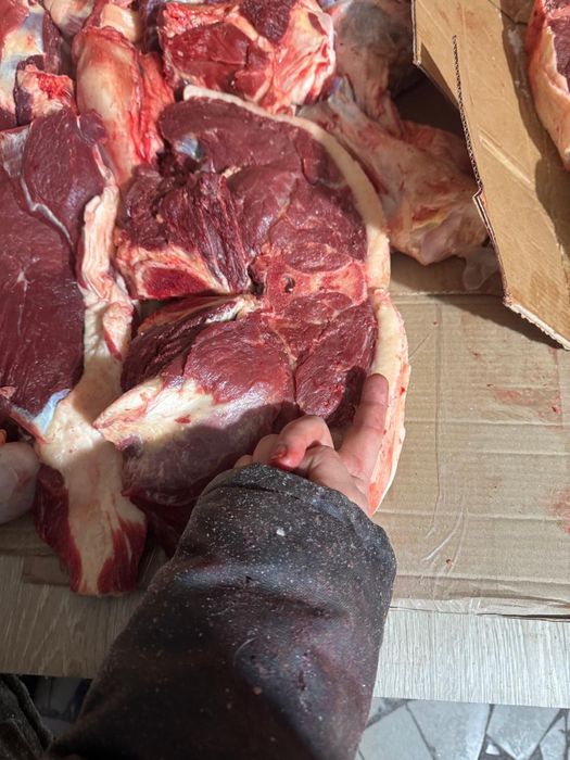 Продаём мясо конины