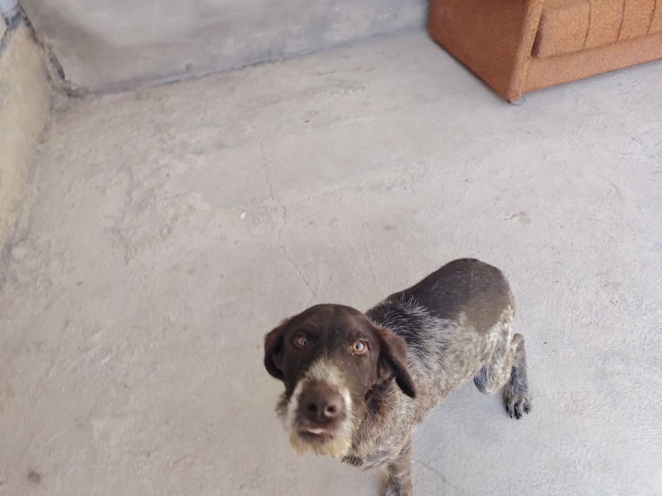 Дратхаар сотилади