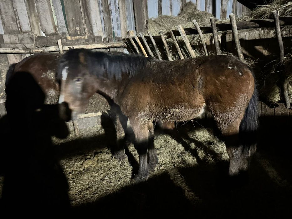 Продам тайлар с откорма