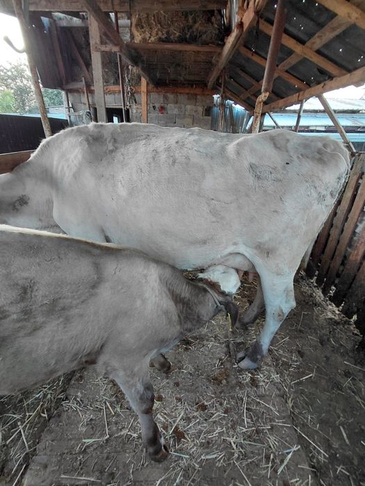 Сауын  бызаулы  сйыр