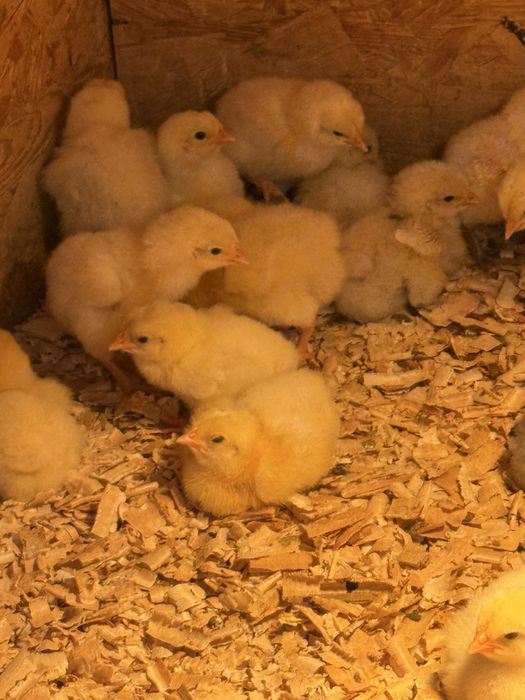 La bress ouă si pui  de o zi