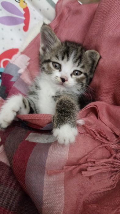 Котенок в добрые руки