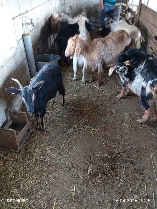 Vînd 9 capre Românești