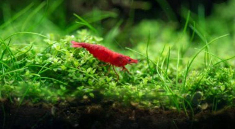 Креветка вишня Сотилади цвет красные  kizil