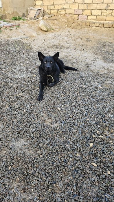 Неміс овчаркасы сатылады.