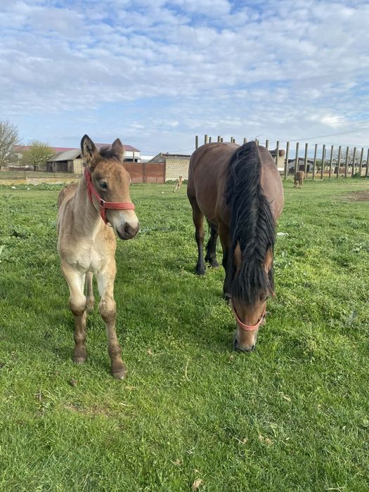 Vand iapa 4 ani cu manz !