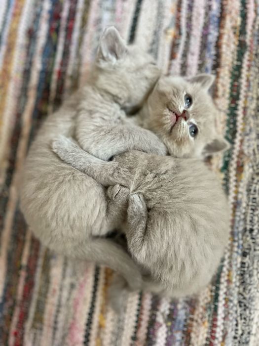 De vanzare pisoi british shorthair