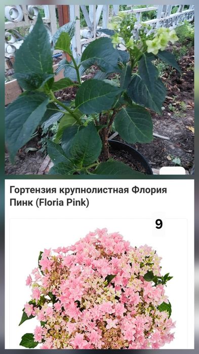 Гортензии крупнолистные