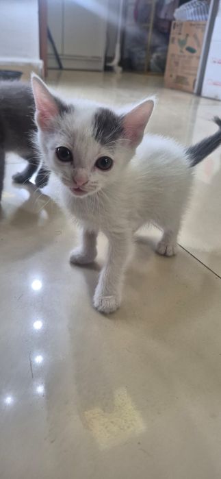 Котята котенок 2 месяца