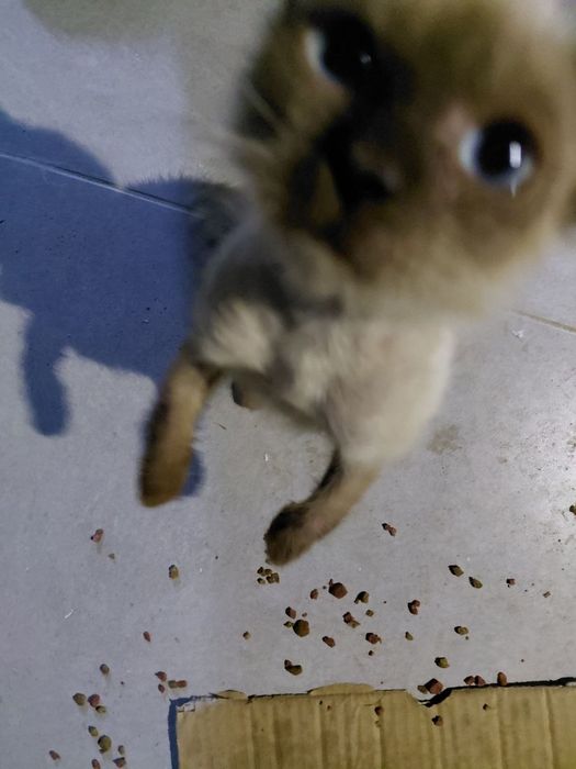 Белый котенок ищет дом