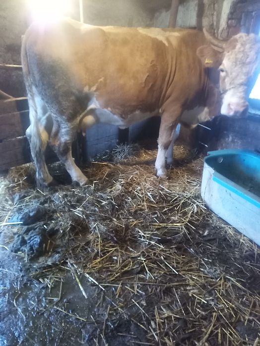 De vânzare vacă și vitea