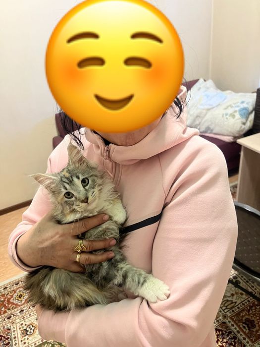 Мейн-кун котенок продаем