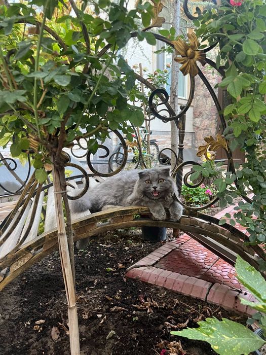 Чистокровный крупный кот