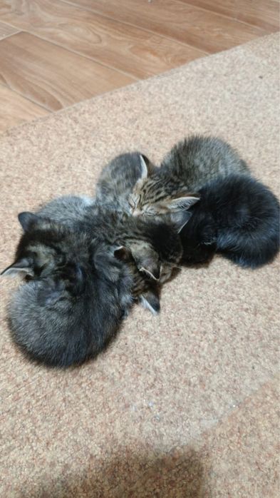 Котята полтора месяца