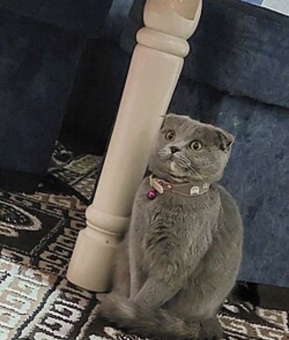 Mushuk sotiladi holati yaxshi semizgina