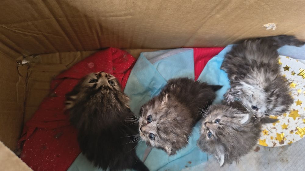Отдам котят на вскармливание