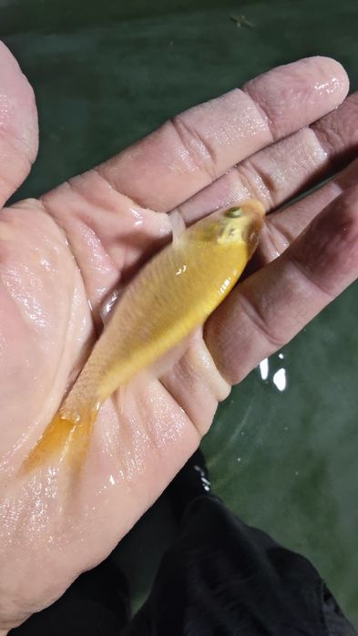 Koi karp baliqlar sotiladi