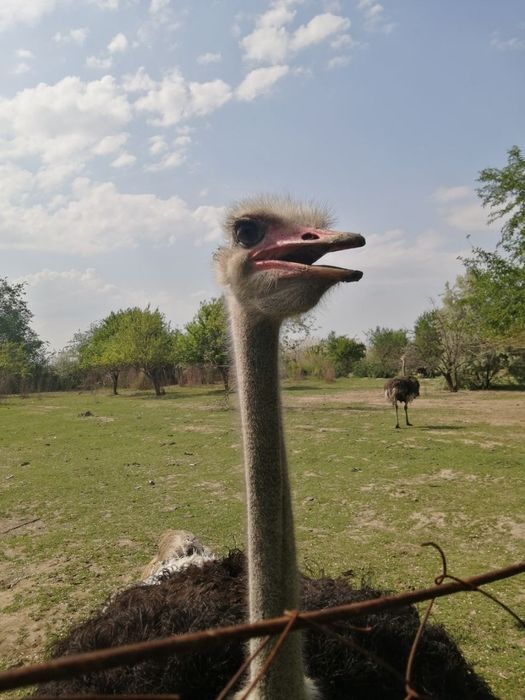 Туякуш сотилади..ш