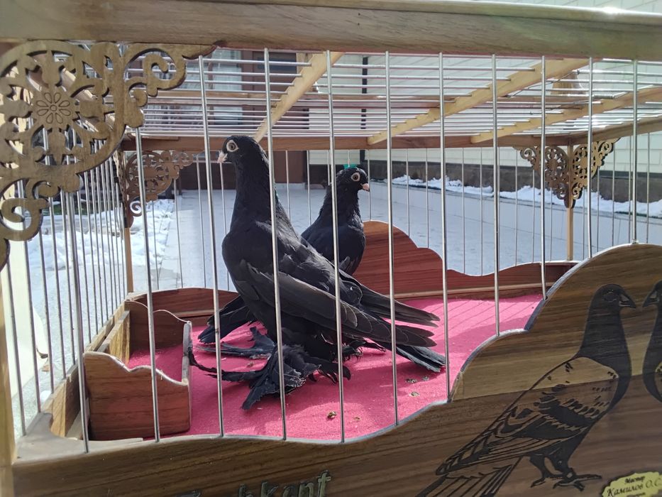 Кабутарлар голуби