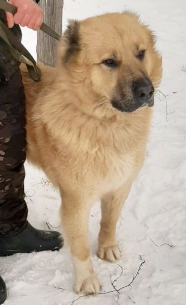 ДвОряНины и ПорОдиСтыЕ соБаЧки