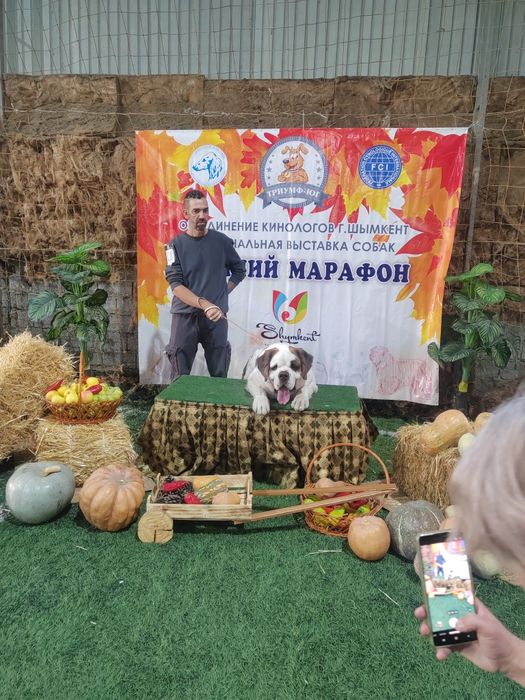Сенбернар кабель
