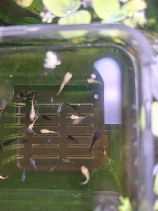 Молинезии-аквариумные рыбки