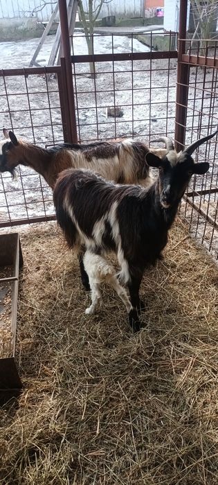 Vand 2 capre  ,una gestanta  la adoua fatare ,iar una trebuie sa fetee