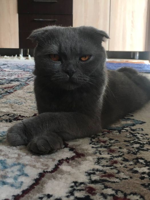 Ofisda anal jinsiy aloqa porno video