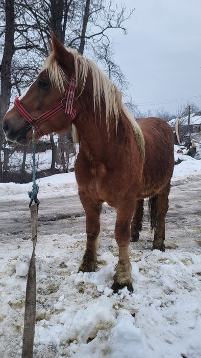 Vând mânz armăsar 2 ani