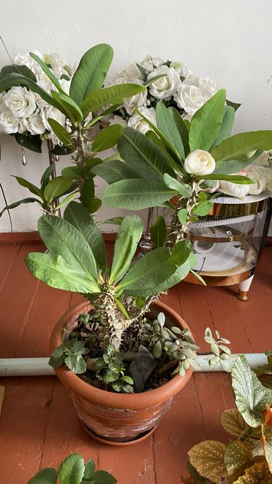 Комнатные цветы