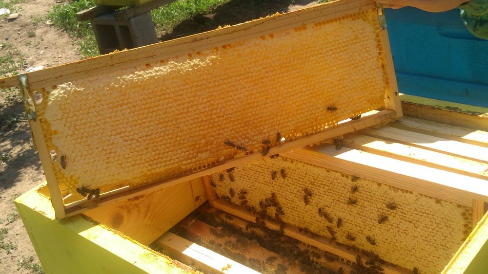 Ранни пчелни отводки