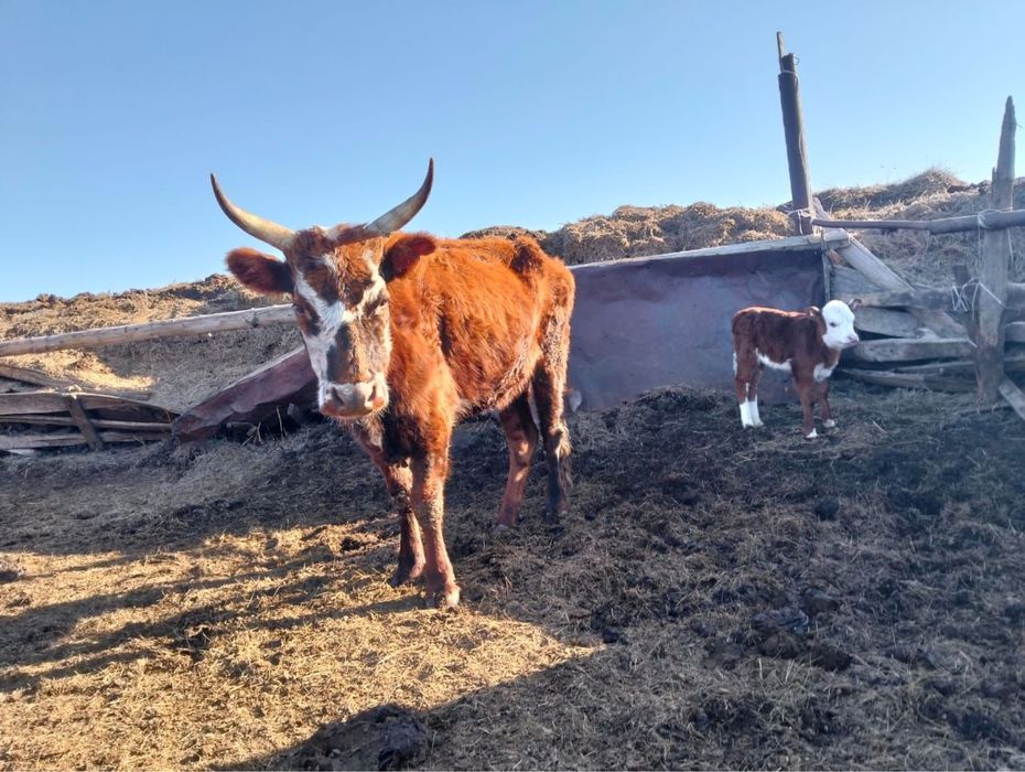 Сиырлар сатылады