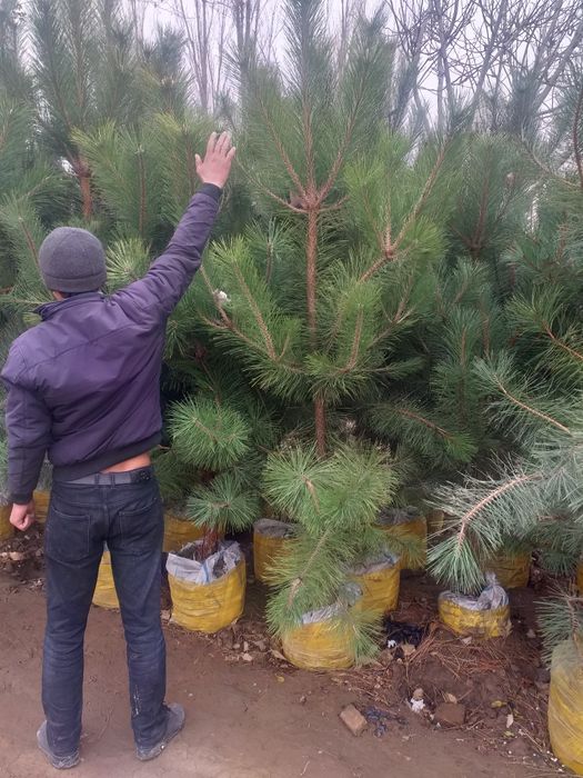Продам  крымские сосны 2.5 _3.5м