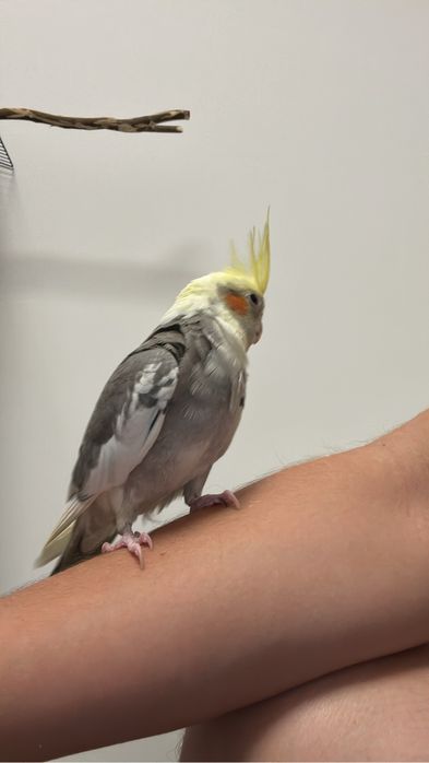 Papagal nimfa cu cusca