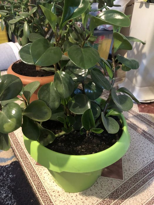 Комнатные цветы продам