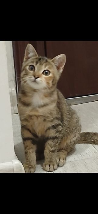 Бесплатно кошечка!