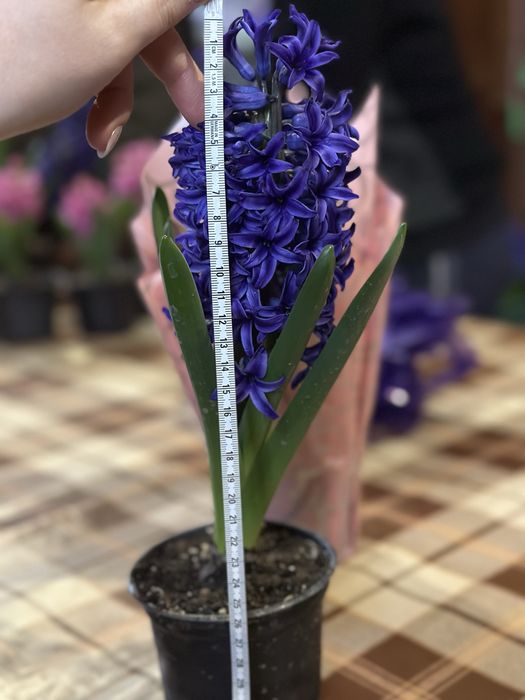 Зюмбюли и теменужки за 8-ми март