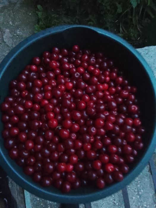 Продам вишню дачная