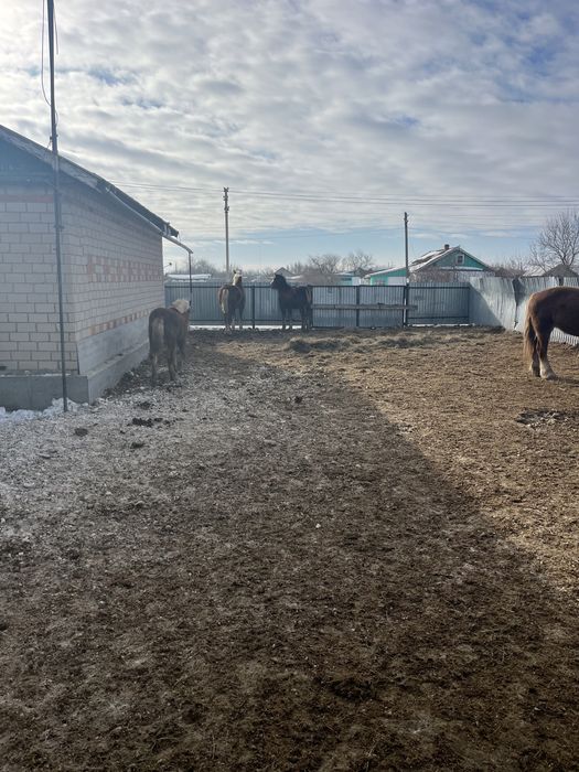 Продам лошадей кобылы