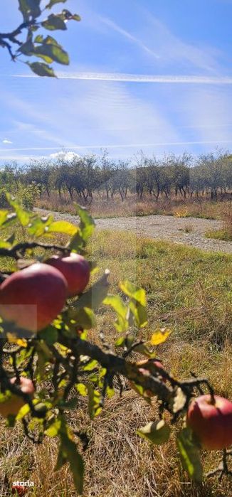 Terenuri intravilane in zona Evergreen