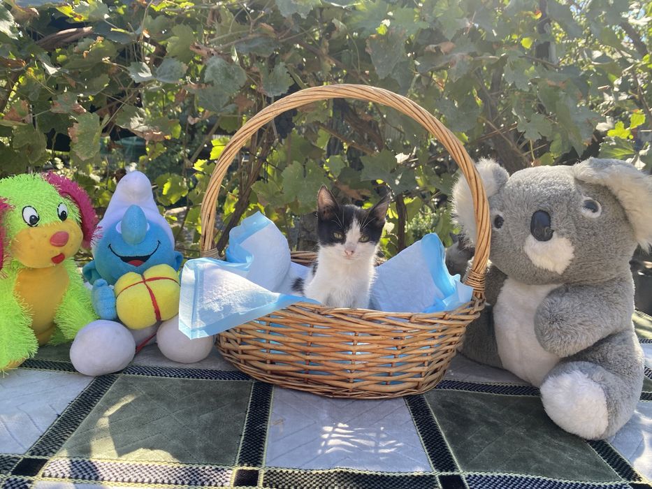 Котята ищут хозяина