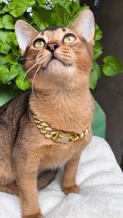 Абиссинские  котята . КЛУБ