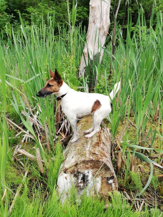 Гладкошёрстный фокстерьер. Вязка!